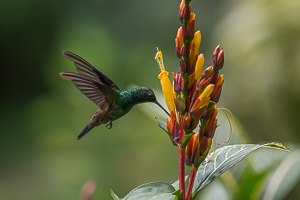 Copper-rumped Hummingbird, Asa Wright Nature Center, Trinidad